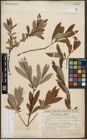 Foto von Salix appendiculata Vill. x Salix purpurea L.